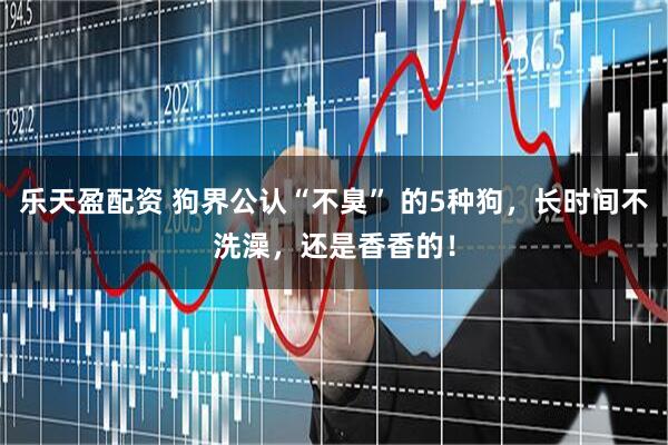 乐天盈配资 狗界公认“不臭” 的5种狗，长时间不洗澡，还是香香的！